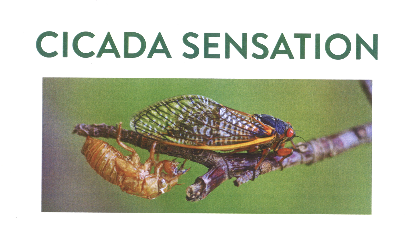  Cicada Sensation